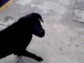 videos de Kimmy 1° revision