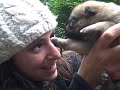Alaskan puppies