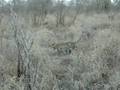Leopards-in-love-Lio
