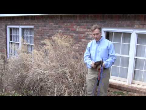 how to care for purple fountain grass
