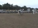 This horse is named \"Chancery Court\" and is for sale