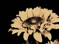 Mysteries [Beth Gibbons - cover]