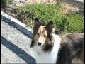 Shelltie Has A Roadrunner Encounter