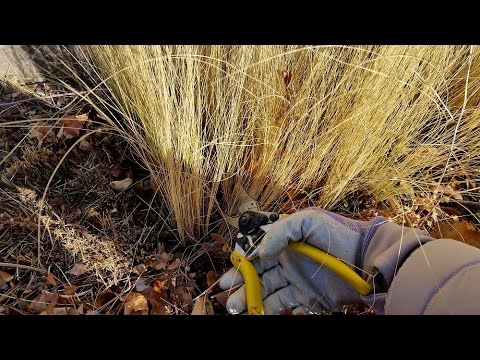 How to Cut Back Mexican Feather Grass in Springs