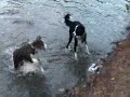 Boder Collie et Aussi Boder Collie et Aussi
