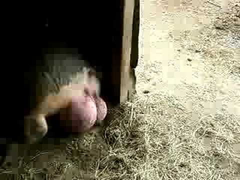 This Pig Has Huge Testicles!
