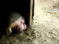 Pig Balls