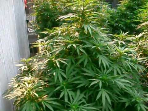 how to grow og purple kush