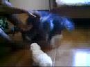 Preta VS Sheep ! =D
