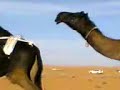 موقع سمان الهرج الشعبي مزاين مزايين الابل ابل بعير ناقه ناقة فحل مجاهيم وضح قصايد قصيده قلطات قلطه شعر اشعار الهاجري القحطاني العتيبي السبيعي اليامي العجمي المري الحربي الدوسري