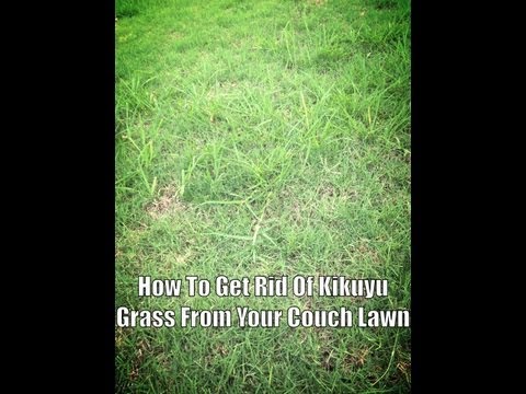 how to eliminate twitch grass