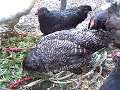 Chickens eating old chard plants