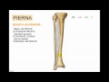 Miologia de Miembro Inferior 7 Pierna anterior Diagnostico X