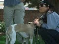 Lompoc Lure Coursing - 3 of 3