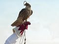 قطر