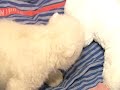 polar-bear-cub-flocke-2912008.html