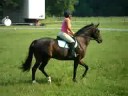 junior and i dressage work