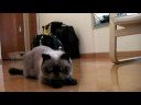Fugu chasing camera