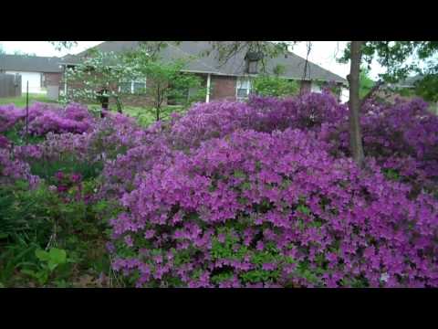 how to get more flowers on azaleas