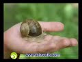 Benefits of Snail serum on human skin Benefits of Snail serum on human skin