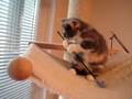 videos de bumblebears pipilotti rist