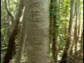 El misterioso canto del cresp�n