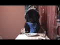 Newfie Dog with human hands