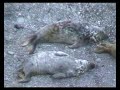 Large Seal Haulout