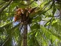 peter decides to get a few coconuts on tambor beach, costa rica
