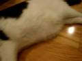 videos de cow cat part 4