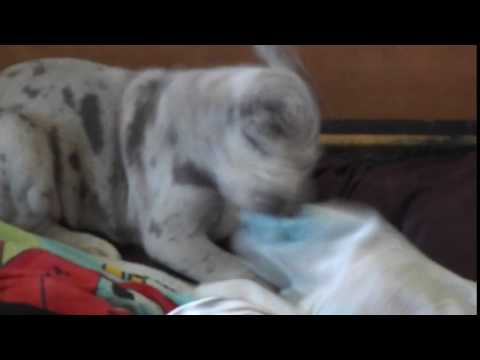 Tug of war with the towel