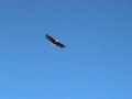 EPP Eagle On-board Vid