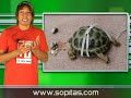 Maravillas en Dubai y la tortuga fumadora | Telurica TV 358 Maravillas en Dubai y la tortuga fumadora | Telurica TV 358