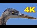 STUNNING 4K ULTRA HD NATURE VIDEO
