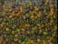 Saw Palmetto &amp; Nettle Root - Thumb #1