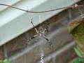 Spiders.....