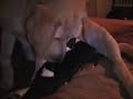 Honey, Yellow Lab, adopts 5 orphaned Border Collies