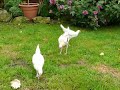 Modern Game Bantams - chickens on stilts!