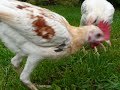 Modern Game Bantams - chickens on stilts! Modern Game Bantams - chickens on stilts!