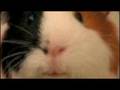videos de The bright side of the moon