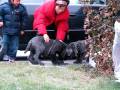 videos de TDYChang Neapolitan Mastiff Puppies 2