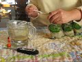 feeding time for 5 week old baby senegal parrots