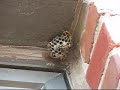 Killer Wasps? ...I Think Not