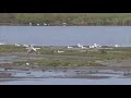 Common tern lands in colony