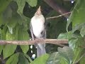 Sabiá-poca (Turdus amaurochalinus) - Creamy-belli