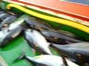 pesca atun rojo artesanal