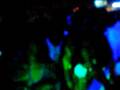 OJ DA JUICEMAN LIVE