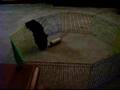 Fuzzbutt popcorning