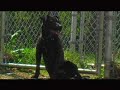 A documentary on the Baltimore Animal Rescue and Care Shelter created by students at Towson University in the Spring of 2006.