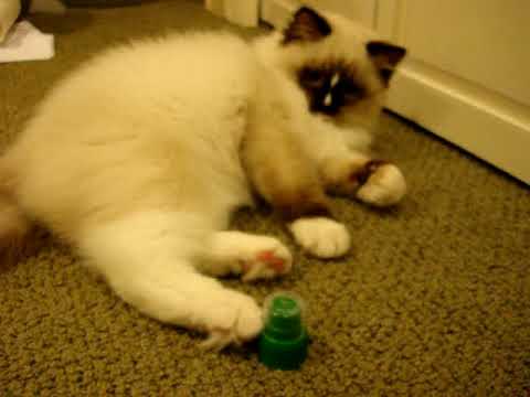 Charlie A Seal Mitted with an Hourglass Blaze Ragdoll Cat 0 Charlie A Seal Mitted with an Hourglass Blaze Ragdoll Cat